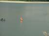 dsc03369_small.jpg